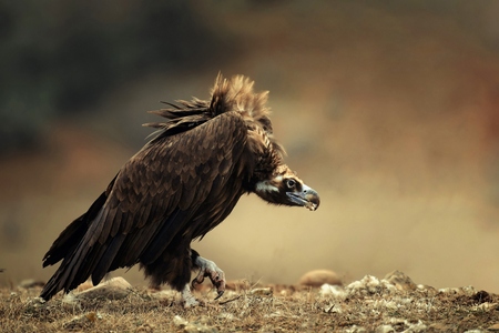 Walk Cinereous vulture (Aegypius monachus).