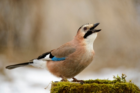Eurasian jay on the winter bird feeder with seeds in beak.の写真素材