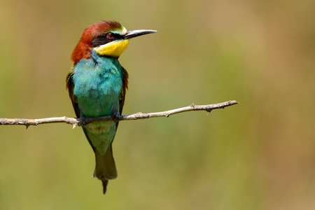 European bee-eater sitting on a stick on a beautiful background.の写真素材