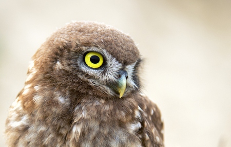 Portrait of a little owl.の写真素材