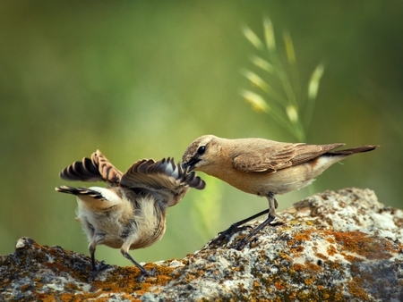Two Isabelline Wheatears are on the rock (Oenanthe isabellina).の写真素材
