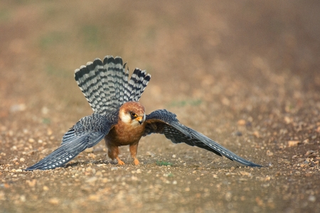 Red-footed Falcon stands on the ground with spread wings and hunts.の写真素材
