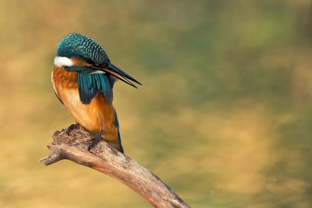 Kingfisher sitting on a stick on a beautiful background.の写真素材