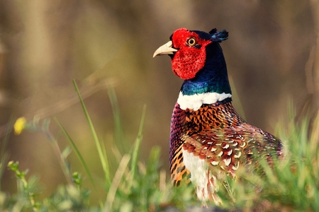 Pheasant sitting green grass (Phasianus colchicus).の写真素材