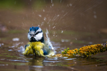 Blue tit splashing in the water.の写真素材