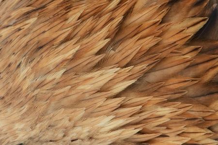 Beautiful abstract background consisting of the feather Imperial eagle.の写真素材