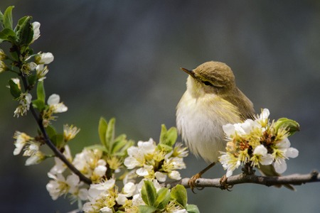 Cute bird sitting on a blossoming branch.の写真素材