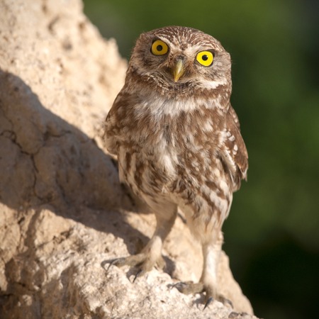 The little owl standing and looking at camera.の写真素材