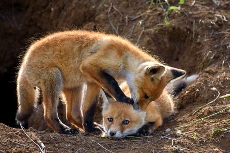 two Fox playing with holes.