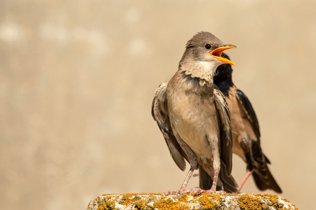 young and adult rosy Starling stands on a beautiful background.の写真素材