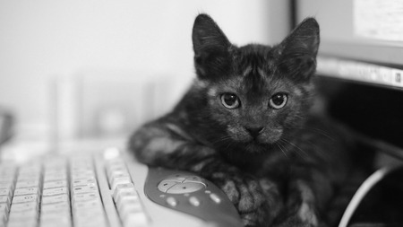 Cute black cat lying on the keyboard and stares into the camera.の写真素材