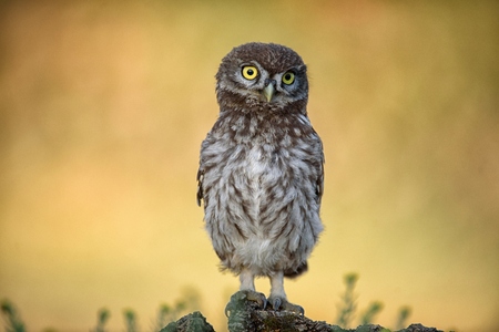 The little owl (Athene noctua) is on the stone on a beautiful background.の写真素材
