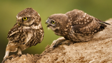 A young little owl requires food from its parent.の写真素材