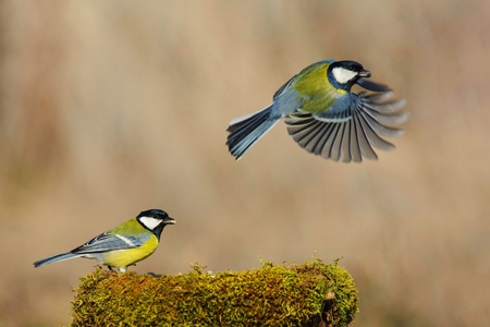 Two big Tits at the winter trough. One great tit sits second flies.の写真素材