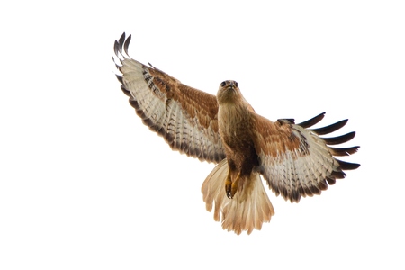 Birds of prey - Common Buzzard (Buteo buteo) isolated on white background.