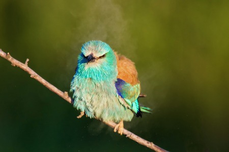 European roller sitting on a branch and shakes.の写真素材