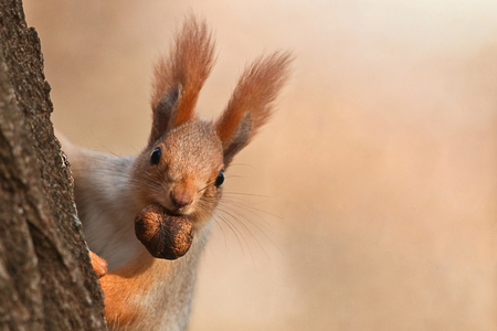 Squirrel peeks out from behind a tree with a nut in his mouth.