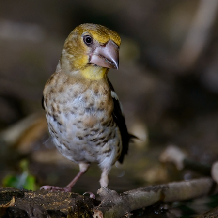 A young hawfinch (Coccothraustes coccothraustes).の写真素材