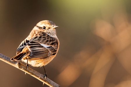 portrait of female European stonechat (Saxicola rubicola).