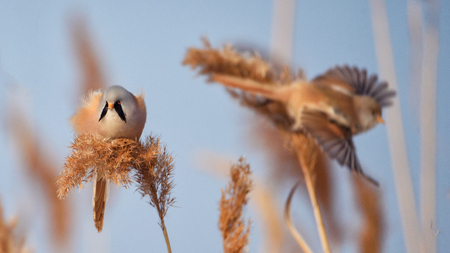 Bearded Tit, male - Reedling (Panurus biarmicus)の写真素材