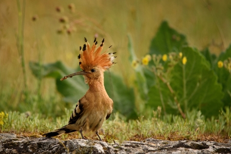 The hoopoe (Upupa epops) is on the ground on a beautiful backgroundの写真素材