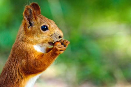 Portrait of eurasian red squirrel in front of a white background.の写真素材