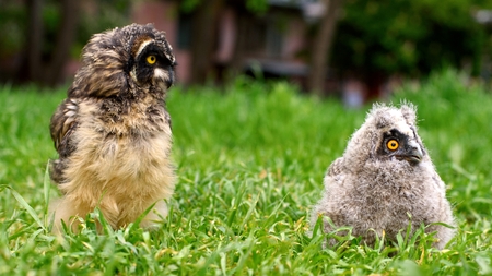 the Chicks of long-eared owl (Asio otus) and short-eared owl (Asio flammeus) sitting in the grassの写真素材