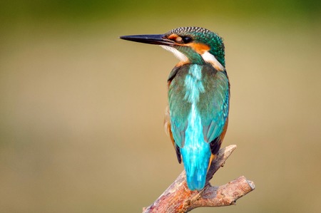 Common Kingfisher (Alcedo atthis) sitting on a beautiful background.の写真素材