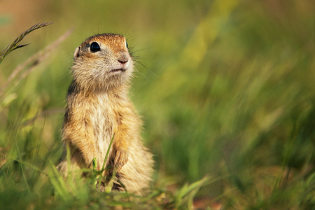 Ground squirrel on the ground and looking at the camera.の写真素材