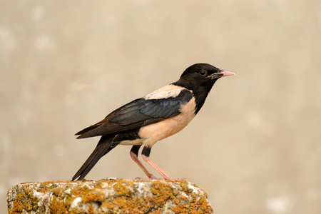 Rosy Starling stands on a beautiful background.の写真素材