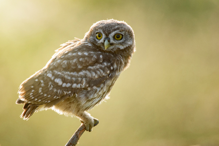 The little owl (Athene noctua) is on the stone on a beautiful background.の写真素材