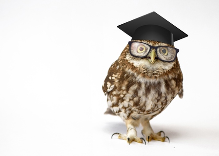 Little Owl (Athene noctua) standing in front of a white background.の写真素材