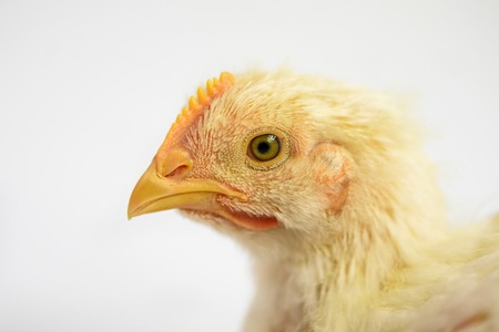 Broiler chicken 21 days old isolated on white.