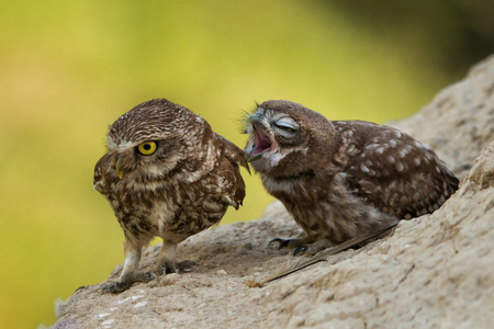 Two little owls sitting on a slope.の写真素材