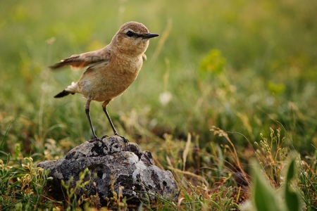 isabelline wheatear stands on rock.の写真素材