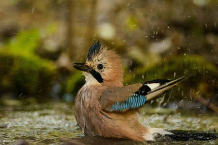 European jay (Garrulus glandarius) taking bath.の写真素材