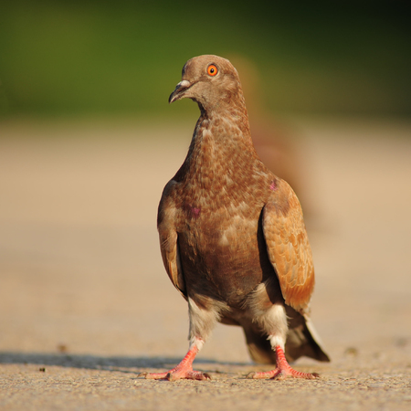 Dove. Free dove walking along streetの写真素材