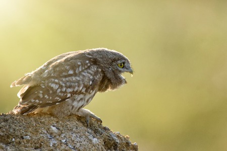 The little owl (Athene noctua) is on the stone on a beautiful background.の写真素材
