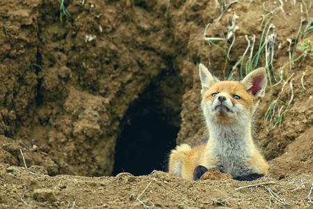 Little Fox lying near his hole and looking at the camera.の写真素材