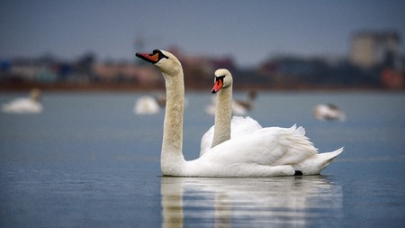 Two swans in swan lake. Swan loveの写真素材