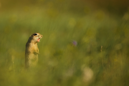 Ground squirrel standing waist-deep in the grass on a beautiful background.
