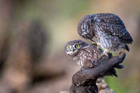 Two little owl (Athene noctua) sitting near the nest on a stick.の写真素材