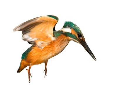 Common Kingfisher (Alcedo atthis) in flight on a white background isolated.の写真素材