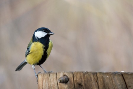 Great tit (Parus major) sitting on winter feeder.