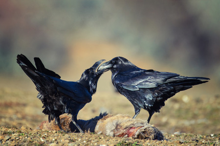 Two ravens (Corvus corax) sit on a prey.の写真素材