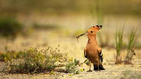 The hoopoe is on the ground with prey in beak on a beautiful background.の写真素材
