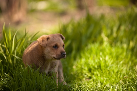 cute puppy sitting in grass.の写真素材