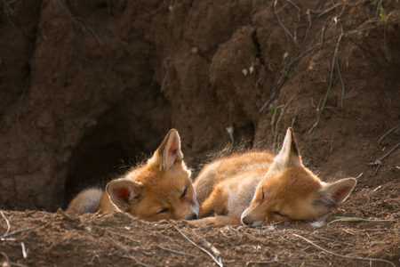 Two young Fox sleep near his holeの写真素材