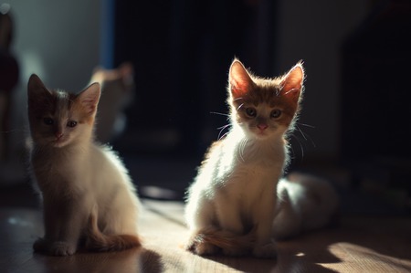 Two Cute young baby red kitten on a beautiful lightの写真素材