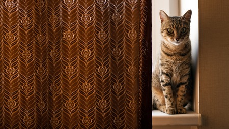 Cat sitting on window sill and peeks out from behind the curtains.の写真素材